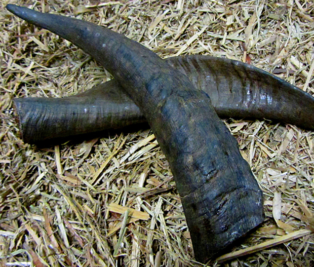 Goat horn